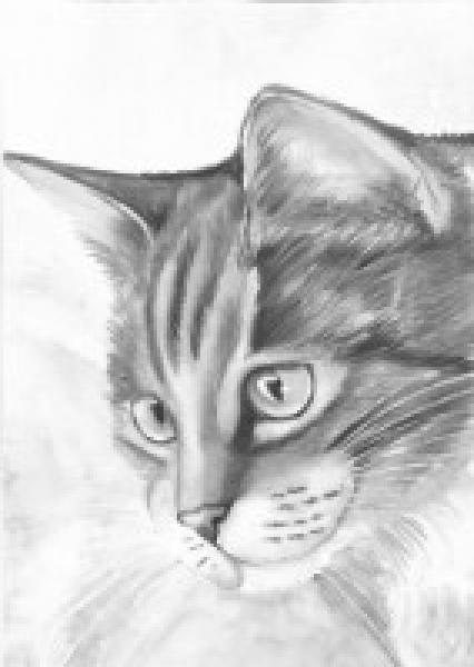 Bleistiftzeichnungen/Katzen Portrait